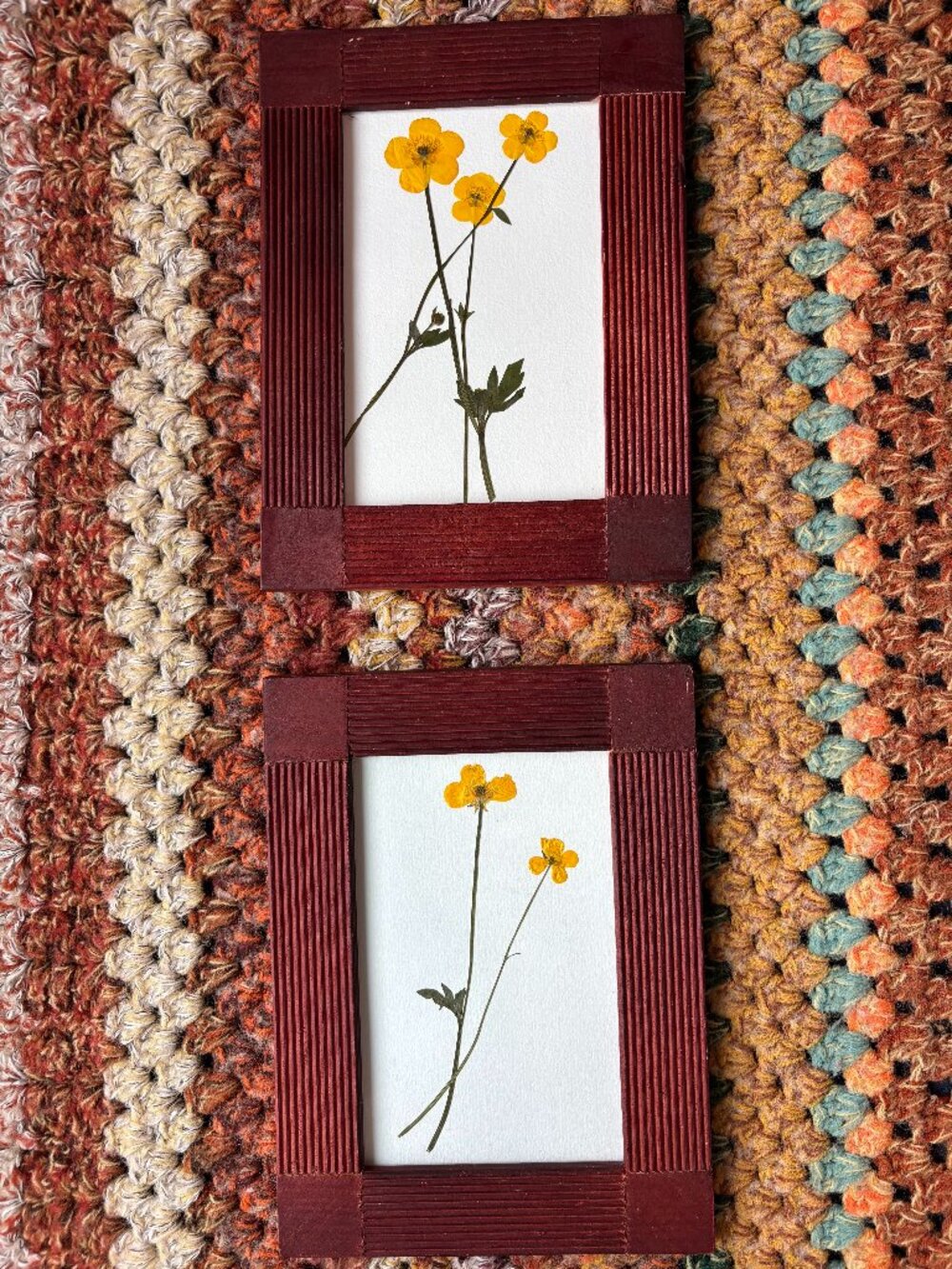 Framed Pressed Plants